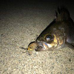 満月メバリング