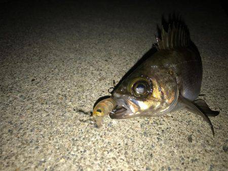 満月メバリング