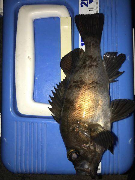 プラグメバリング