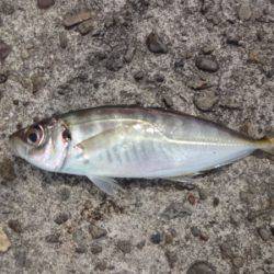 岩屋一文字に釣行