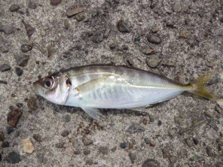 岩屋一文字に釣行