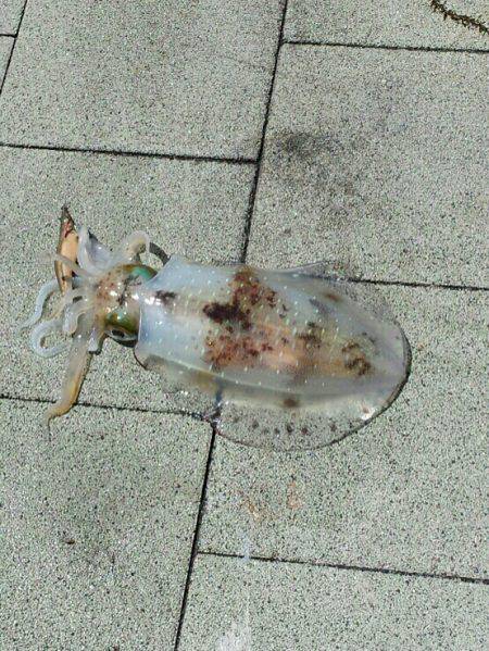 必殺　よそ見釣法