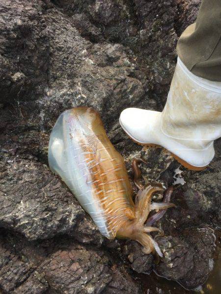 初の苅藻島初キロUP