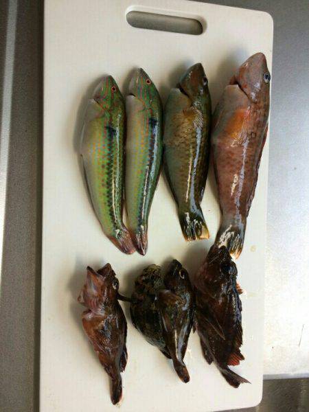 投げ釣り＆穴釣り乁( ˙ ω˙乁)