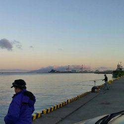 秋田市中島ふ頭でアジ