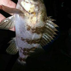 サイズのびない