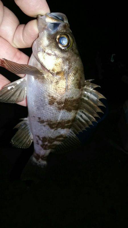 サイズのびない