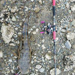 マゴチ60センチ！