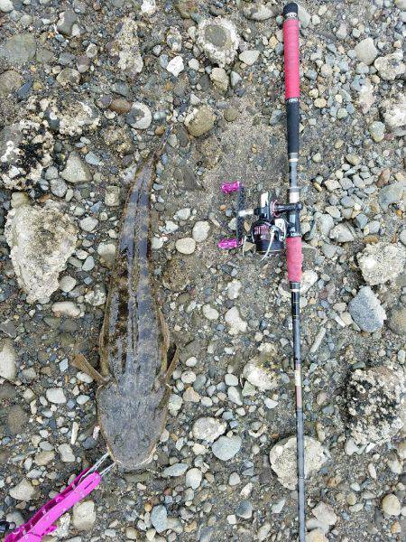 マゴチ60センチ！