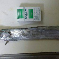 イカ釣りのつもりが太刀魚(@_@;)