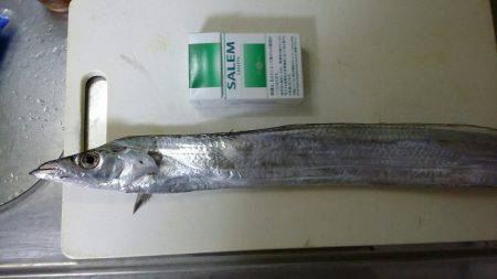 イカ釣りのつもりが太刀魚(@_@;)