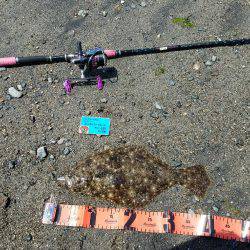 ヒラメつれた・・しかし