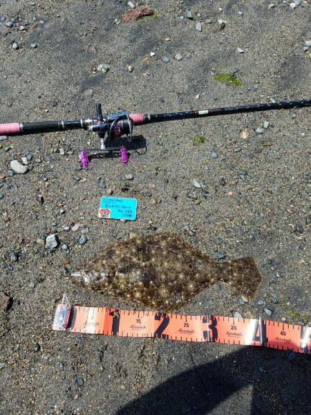 ヒラメつれた・・しかし