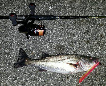 バチパターン炸裂???