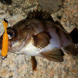 アジからのメバル!