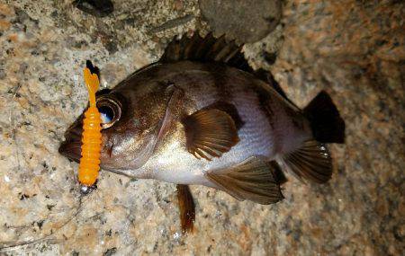 アジからのメバル！