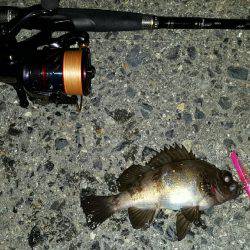 バチパターンで！！！