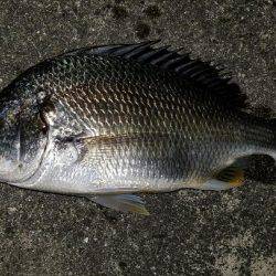 シーバス調剤師からのキビレ！