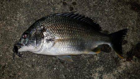 シーバス調剤師からのキビレ！