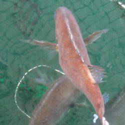 釣り堀　田尻にて