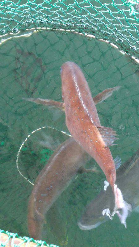 釣り堀　田尻にて