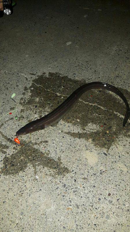 珍しくドンコこない