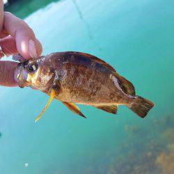 釣れましたよ！