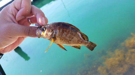 釣れましたよ！