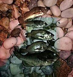 GWプレッシャー高いなぁ