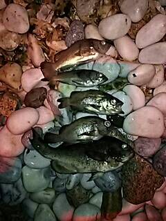 GWプレッシャー高いなぁ