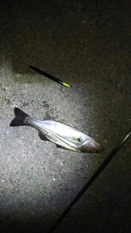 今夜もシーバス