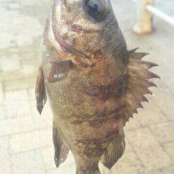 シーサイドコスモ メバル