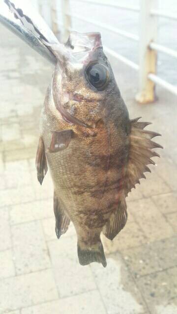 シーサイドコスモ メバル