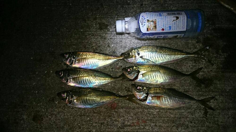 大阪に家族でサビキ釣りに行こう！ファミリーフィッシング　サビキの釣り情報1月〜6月