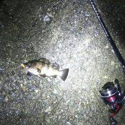 ずぶ濡れメバリング