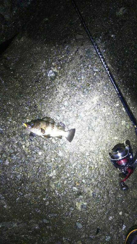 ずぶ濡れメバリング