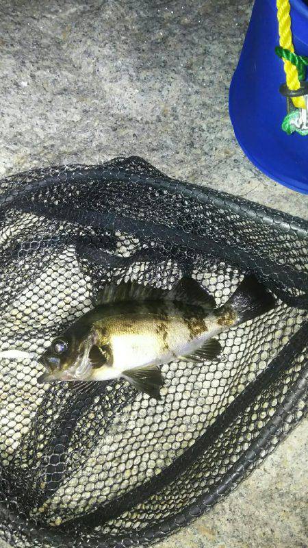 チニング釣れずメバリング