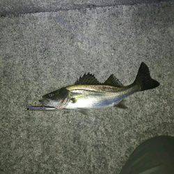 バチ抜けシーバス南港