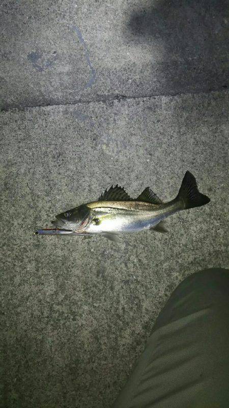 バチ抜けシーバス南港