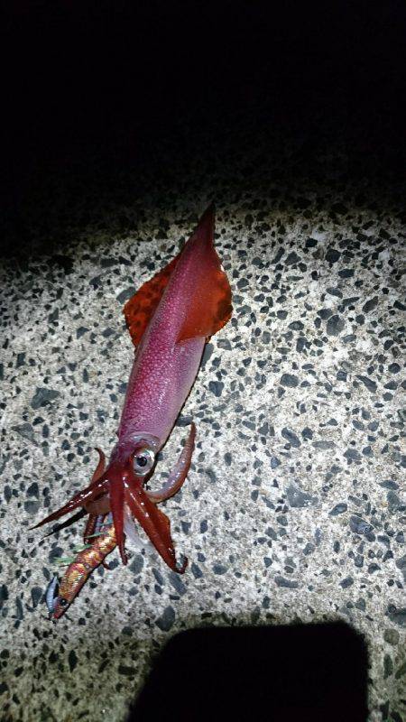 人生初イカ エギング釣行2回目