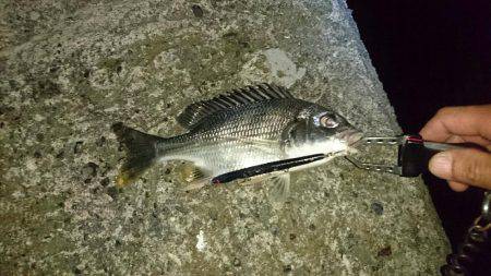 バチも終盤かな？