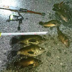 またまた淡路遠征