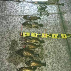 淡路メバリング