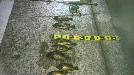 淡路メバリング