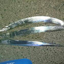 今年初ワインド