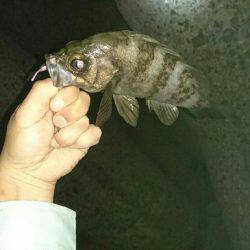 またまた淡路メバリング