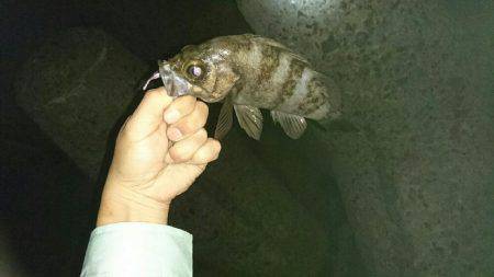 またまた淡路メバリング