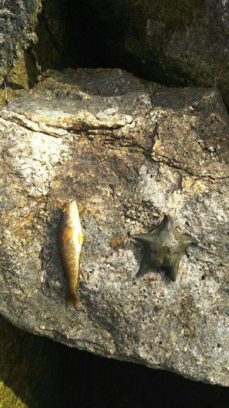 小さいのが一匹