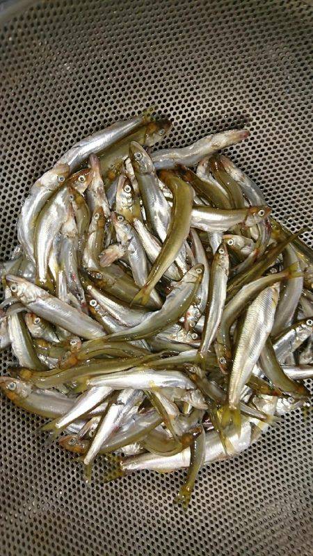 今年も子鮎がキター(ﾟ∀ﾟ)