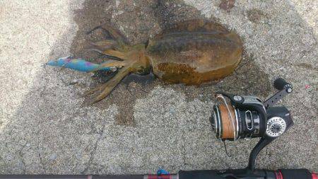 ちょっとだけエギング